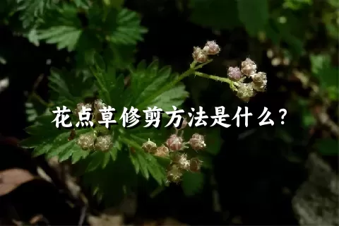 花点草修剪方法是什么？