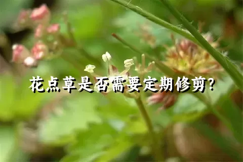 花点草是否需要定期修剪？