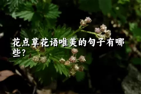 花点草花语唯美的句子有哪些？