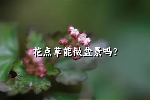 花点草能做盆景吗？