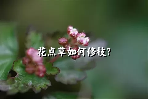 花点草如何修枝？