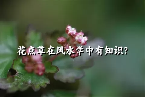 花点草在风水学中有知识？