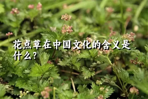 花点草在中国文化的含义是什么？