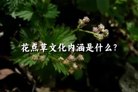 花点草文化内涵是什么？