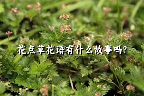 花点草花语有什么故事吗？