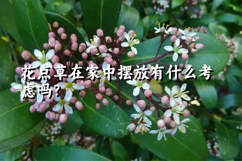 花点草在家中摆放有什么考虑吗？