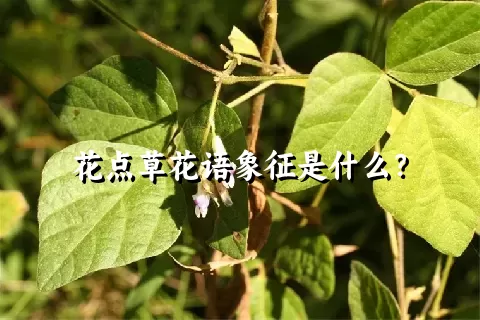 花点草花语象征是什么？