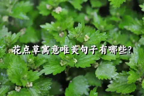 花点草寓意唯美句子有哪些？