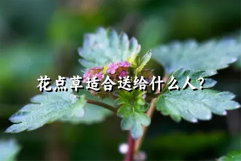 花点草适合送给什么人？