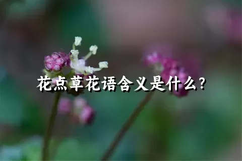 花点草花语含义是什么？