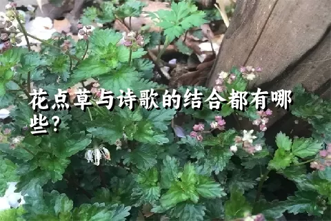 花点草与诗歌的结合都有哪些？