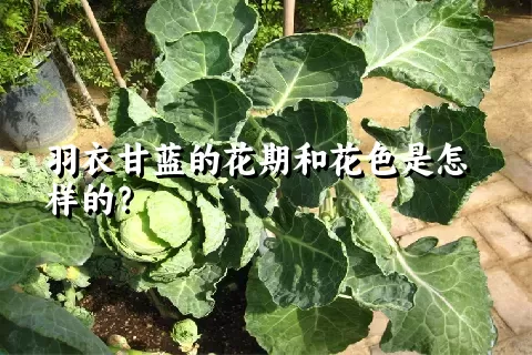 羽衣甘蓝的花期和花色是怎样的？