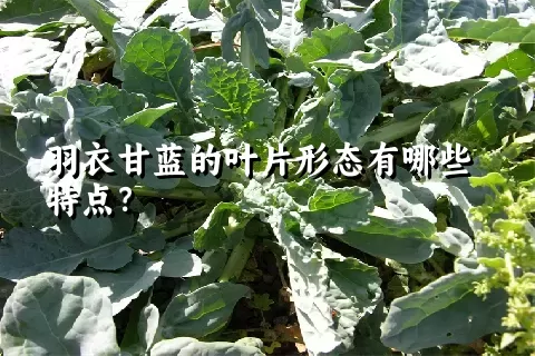 羽衣甘蓝的叶片形态有哪些特点？