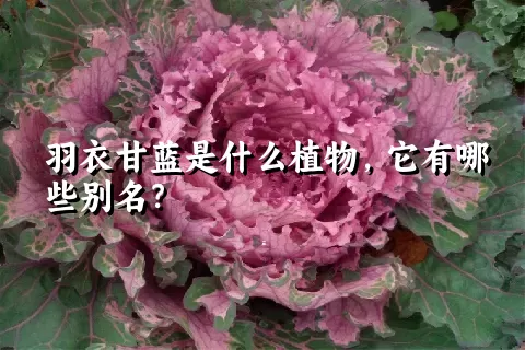 羽衣甘蓝是什么植物，它有哪些别名？