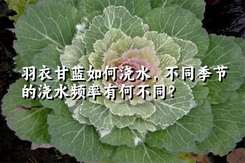 羽衣甘蓝如何浇水，不同季节的浇水频率有何不同？