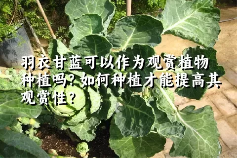 羽衣甘蓝可以作为观赏植物种植吗？如何种植才能提高其观赏性？