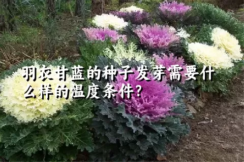 羽衣甘蓝的种子发芽需要什么样的温度条件？