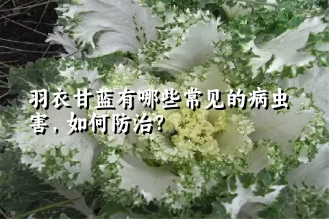 羽衣甘蓝有哪些常见的病虫害，如何防治？