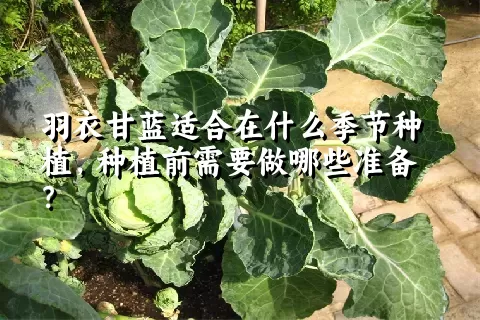 羽衣甘蓝适合在什么季节种植，种植前需要做哪些准备？