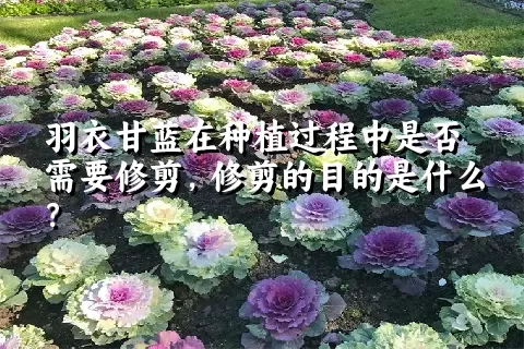 羽衣甘蓝在种植过程中是否需要修剪，修剪的目的是什么？