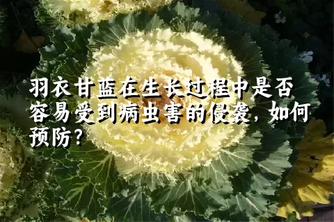 羽衣甘蓝在生长过程中是否容易受到病虫害的侵袭，如何预防？