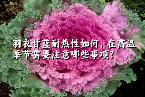 羽衣甘蓝耐热性如何，在高温季节需要注意哪些事项？