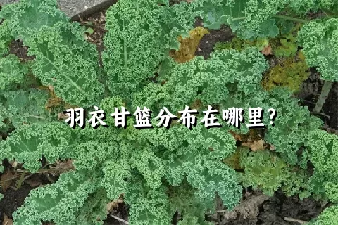 羽衣甘篮分布在哪里?