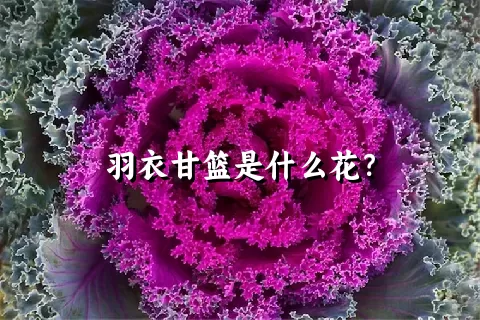 羽衣甘篮是什么花？