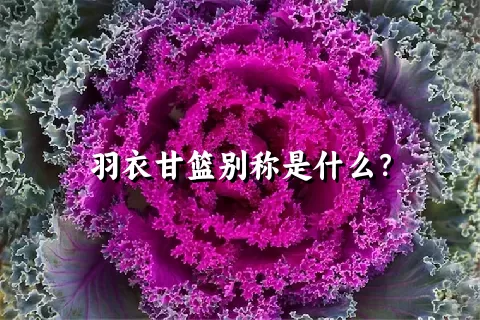 羽衣甘篮别称是什么？