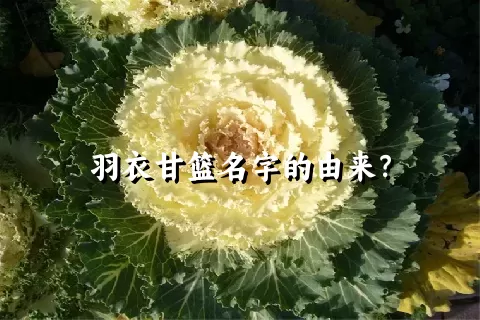 羽衣甘篮名字的由来？