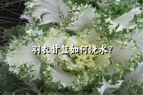 羽衣甘篮如何浇水？