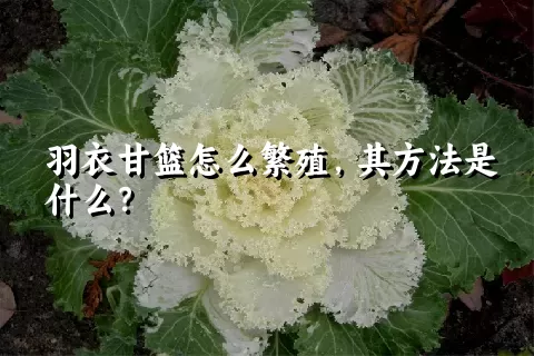 羽衣甘篮怎么繁殖，其方法是什么？