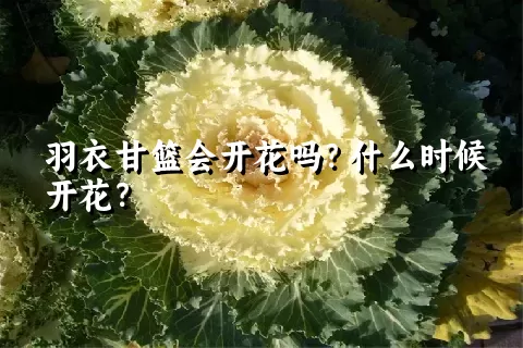 羽衣甘篮会开花吗？什么时候开花？