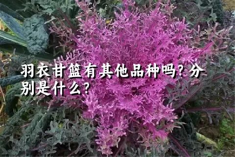 羽衣甘篮有其他品种吗？分别是什么？