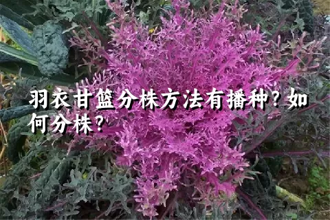 羽衣甘篮分株方法有播种？如何分株？