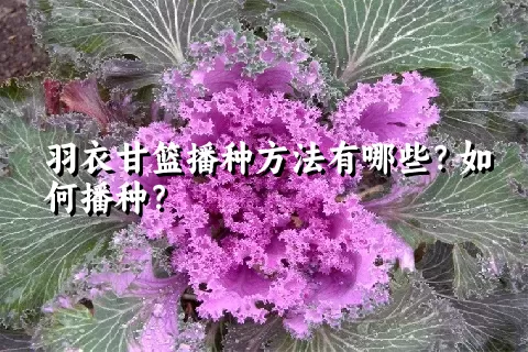 羽衣甘篮播种方法有哪些？如何播种？