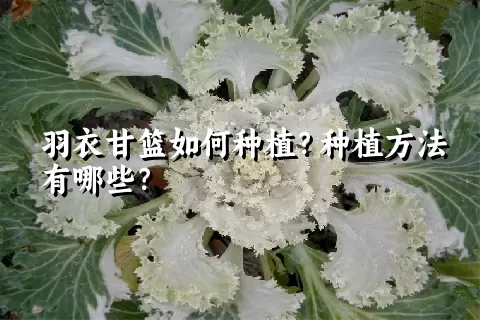 羽衣甘篮如何种植？种植方法有哪些？