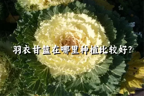 羽衣甘篮在哪里种植比较好？