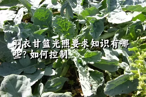 羽衣甘篮光照要求知识有哪些？如何控制