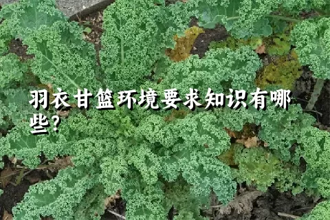 羽衣甘篮环境要求知识有哪些？