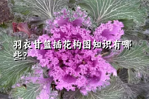 羽衣甘篮插花构图知识有哪些？