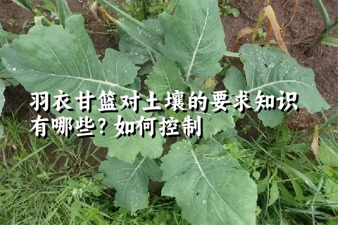 羽衣甘篮对土壤的要求知识有哪些？如何控制