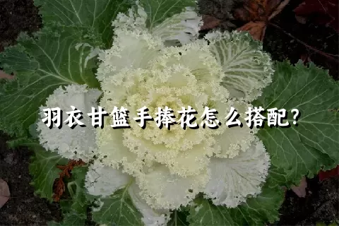 羽衣甘篮手捧花怎么搭配？