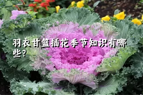 羽衣甘篮插花季节知识有哪些？