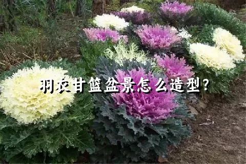 羽衣甘篮盆景怎么造型？