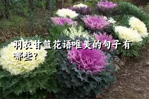 羽衣甘篮花语唯美的句子有哪些？