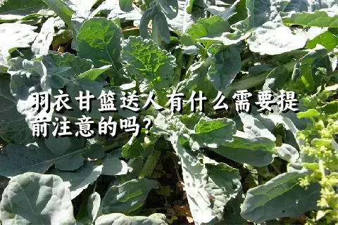 羽衣甘篮送人有什么需要提前注意的吗？