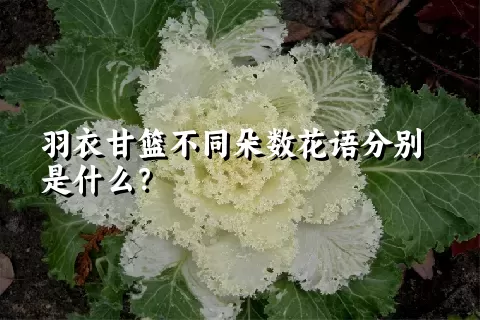 羽衣甘篮不同朵数花语分别是什么？