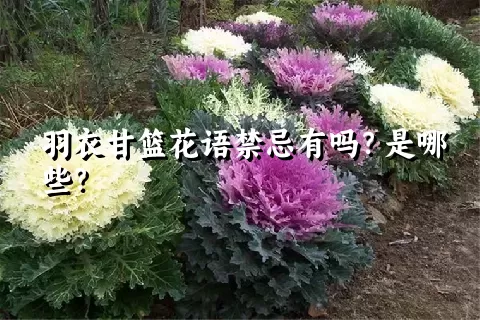 羽衣甘篮花语禁忌有吗？是哪些？