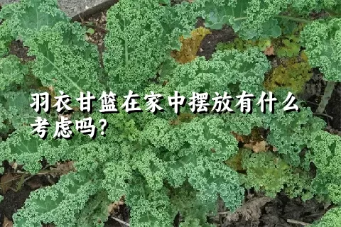 羽衣甘篮在家中摆放有什么考虑吗？